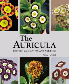 The Auricula by Allan Guest (Hardback)