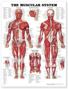 The Muscular System Anatomical Chart by Anatomical Chart Company